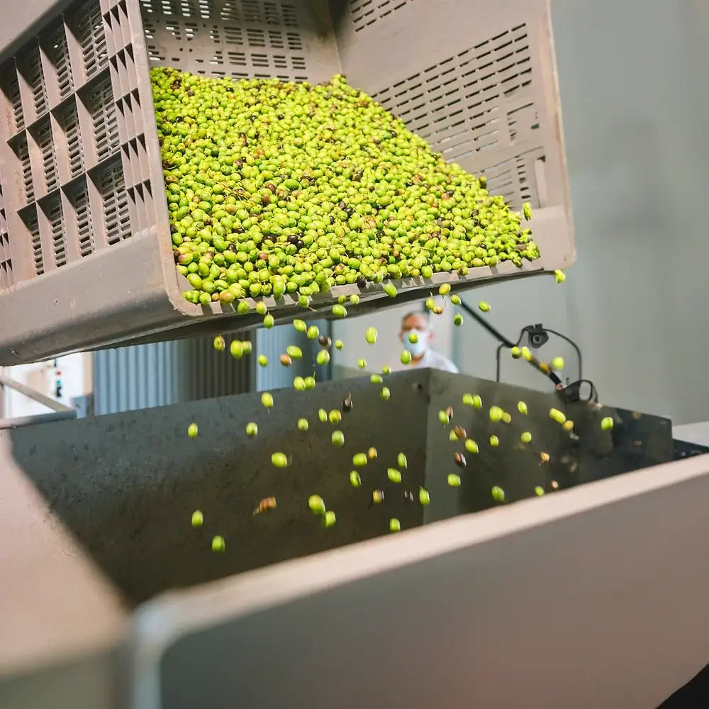 Trespaldum | Gentile di Malfada